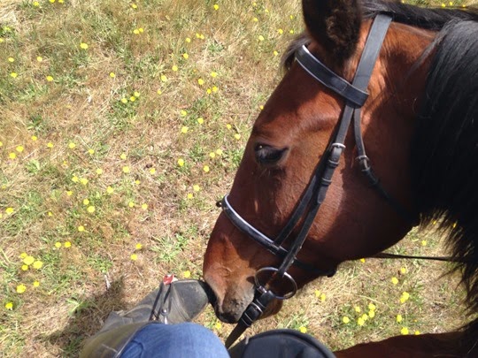Nuzzles - A Riding Habit