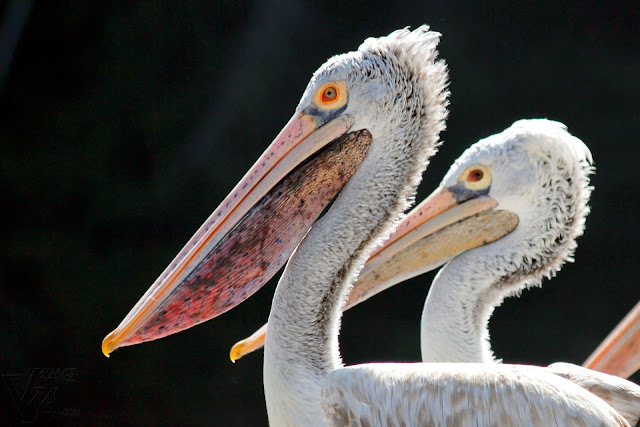 Spot-billed pelican, close up of its colorful bill