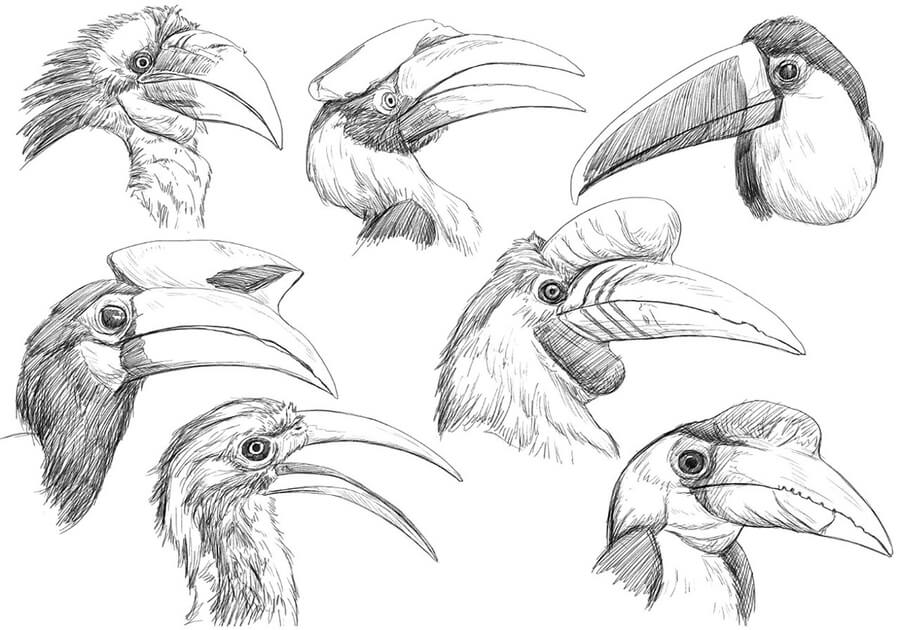09-Birds-with-different-beaks-Animal-Pencil-Drawings-Chen-Yang-www-designstack-co