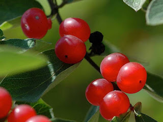 honeysuckle fruit images