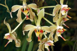 Paraphalaenopsis Denevei Orchid, Anggrek Cantik, Tanaman Langka, Bunga Indah