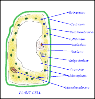 CBSE Class 8 - Science - Chapter 8 - Cell Structure and Functions (Q and A)