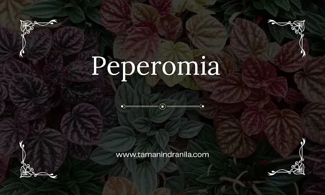 Peperomia