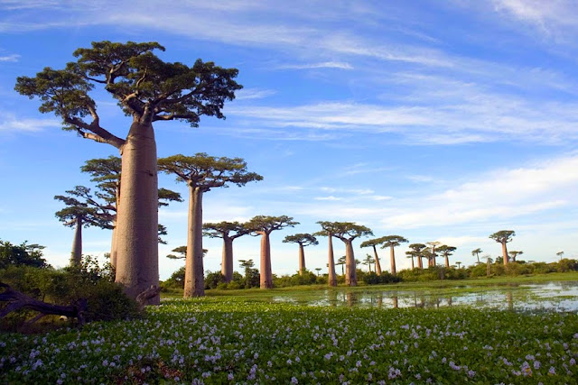 The Avenue of the Baobabs