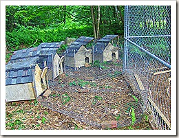 chickens 022