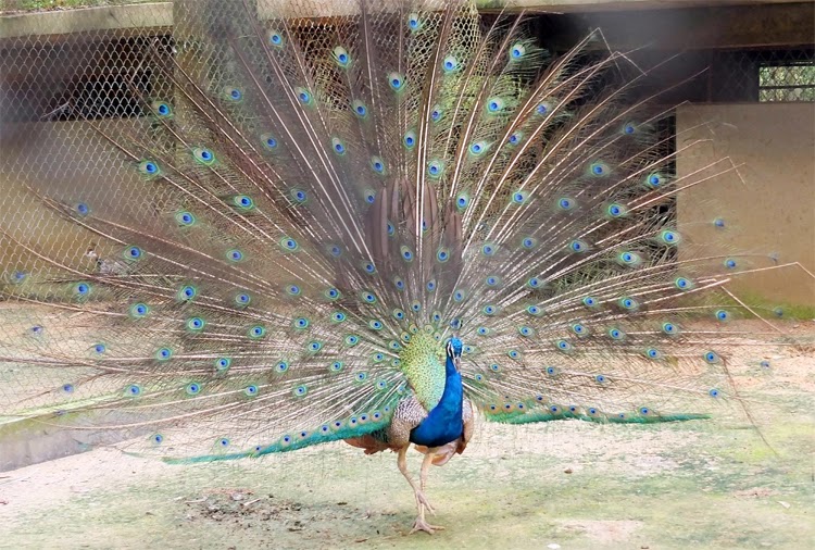 Peacock - The most beautiful bird pictures - The most beautiful bird pictures - NeotericIT.com