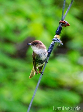 3. Phoebe on wire-kab
