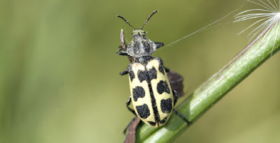 coleopteros argentinos Astilo moteado (Astylus atromaculatus)