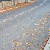 Mulching with fallen leaves: a blanket for microorganisms