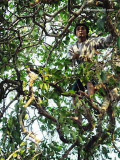 Bisa memanjat dan memetik sendiri buah jamblang di pohonnya