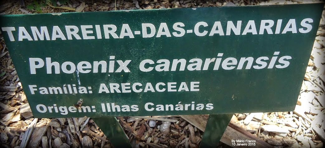 Jardim Botanico Plantarum TAMAREIRA-DAS- CANÁRIAS - ( Phoenix canariensis )