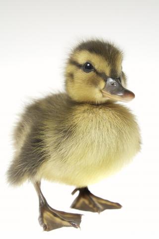 Baby Duck