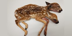  Μια σπάνια περίπτωση εύρεσης μεταλλαγμένου ζώου στο δάσος της Μινεσότας των ΗΠΑ.Σύμφωνα με τους επιστήμονες αυτή είναι η πρώτη τέτοια καταγ...