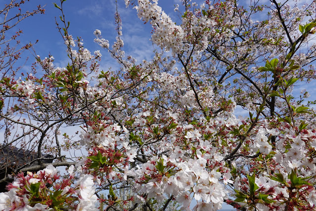 鳥取県西伯郡大山町御来屋 名和公園