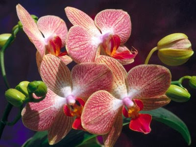 orchid wallpaper. orchid wallpaper. orchid