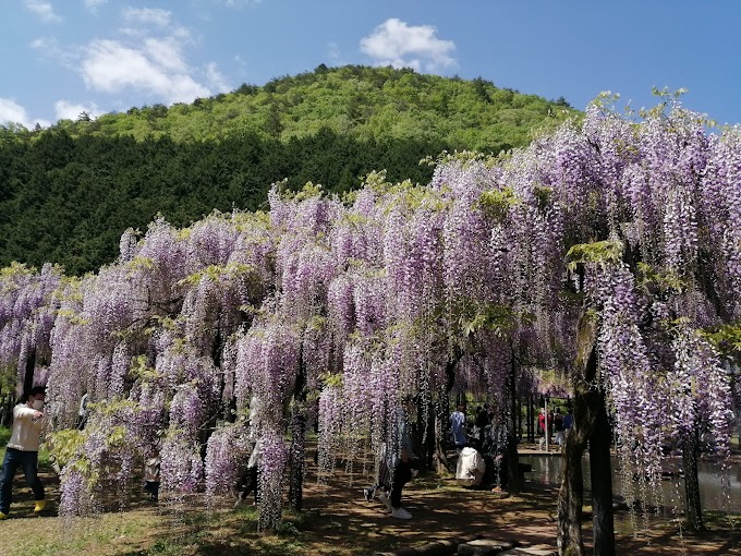 【２０２３年】「白井大町藤公園」の開花状況やアクセス、駐車場情報をご紹介