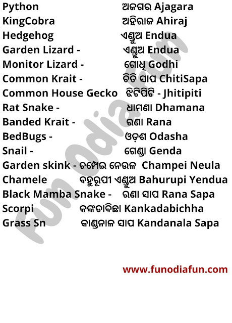 Reptiles name in odia and in english