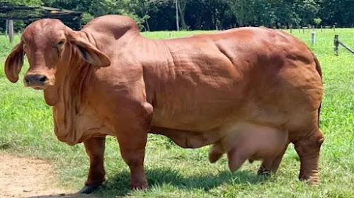 Beef Cow Breeds
