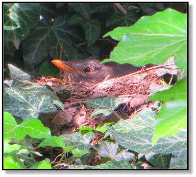 brütende Amsel