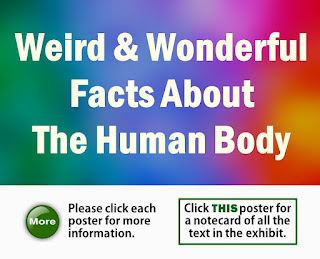 Weird & Wonderful Facts About The Human Body