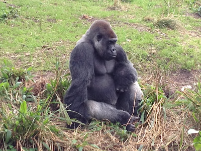 Silverback Gorilla at Disneyworld's Animal Kindgom