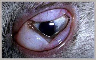 gatos con conjuntivitis