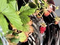 Image of small red wild strawberry plant