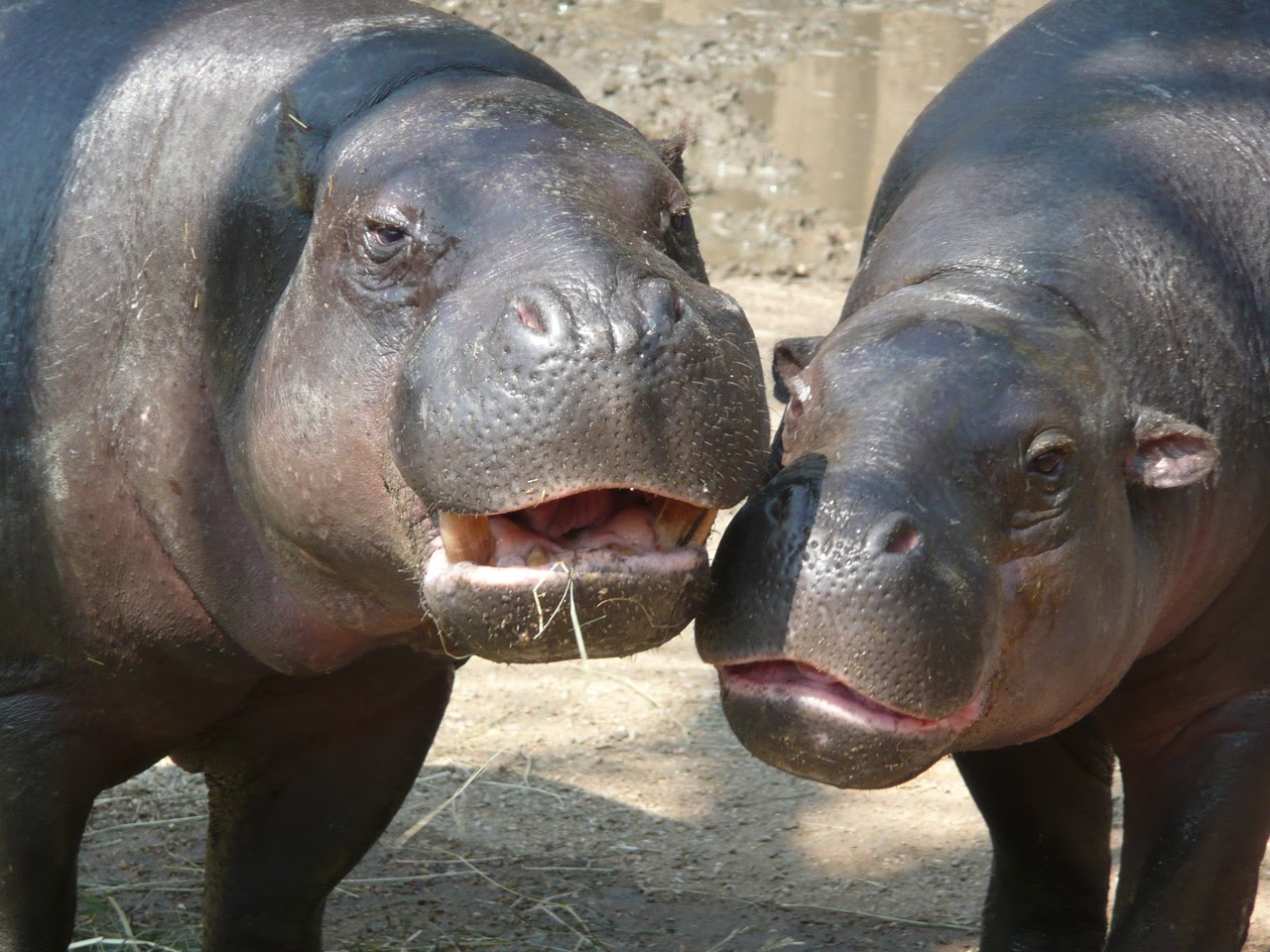 Let's Draw Endangered Species! : ): Pygmy Hippopotamus