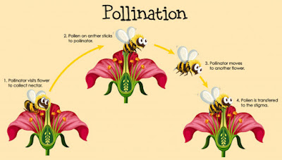 Pollination and Its types