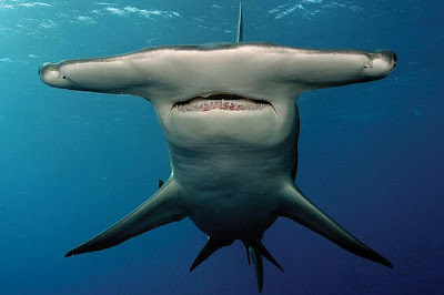 Sharks Up Close Seen On www.coolpicturegallery.us