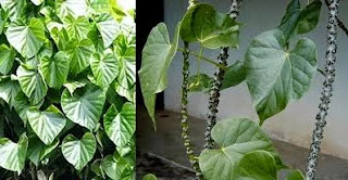 Daun Brotowali, khasiat brotowali dan sambiloto, nama lain brotowali, khasiat brotowali untuk diabetes, efek samping brotowali, cara membuat jamu brotowali, rasa brotowali, jual tanaman brotowali, manfaat brotowali untuk wajah