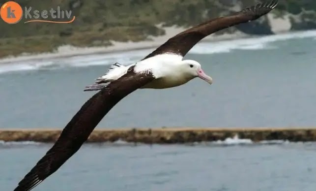 What do you know about the seagull bird ?