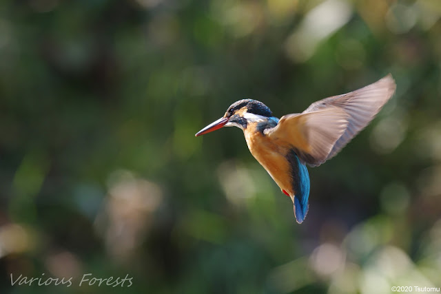 Kingfisher; hovering