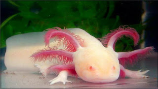 Funny Albino Animals