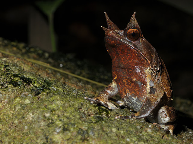Malayan Horned Frog - Megophrys nasuta