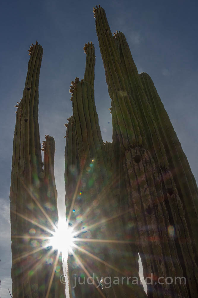 Cardon cactus with sunflare at Desert Botanical Gardens