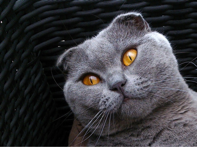 http://www.catsmeowing.life/2017/12/the-scottish-fold-cat-learn-more-about.html