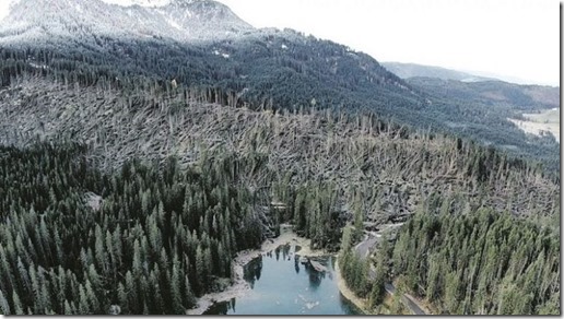 maltempo-trentino-alberi-abbattuti-11-747x420