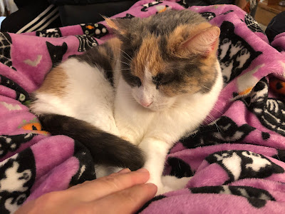 calico cat on Halloween blanket with hand touching paw