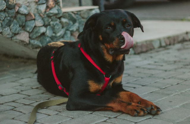 dogs, golden retriever, rottweiler, beagle, border collie, pug, labrador, cane corso, pomeranian, chihuahua, shih tzu, german shepherd, husky, doberman, shiba inu, bulldog, french bulldog, akita, australian shepherd, bull terrier, corgi, papillon, dog breeds, labradoodle, american bully, boxer, labrador retriever, boston terrier, cocker spaniel, yorkshire terrier, great dane, puppies, siberian husky, dachshund, poodle, samoyed, schnauzer, tibetan mastiff, maltese, weimaraner, pomsky, puppies for sale, pitbull dog, cockapoo, bullmastiff, jack russell terrier, cavalier king charles spaniel, jack russell, rhodesian ridgeback, goldendoodle, dogs for sale, maltipoo, shar pei, cavapoo, golden retriever puppies, german shepherd puppies, cute dogs, dogs for adoption, dog beds, national dog day, dog barking, puppy dog, greyhounds, bernese mountain dog, basset hound, belgian malinois, lhasa apso, mastiff, newfoundland dog, american bulldog, american staffordshire terrier, great pyrenees, shiba, boxer dog, staffordshire bull terrier, yorkie, english bulldog, terrier, irish wolfhound, basenji, st bernard, leonberger, blue heeler, maltese dog, whippet, vizsla, bernedoodle, malamute, small dog breeds, saint bernard, english mastiff, king charles spaniel, hypoallergenic dogs, bloodhound, toy poodle, chiwawa, havanese, fox terrier, collie, border terrier,