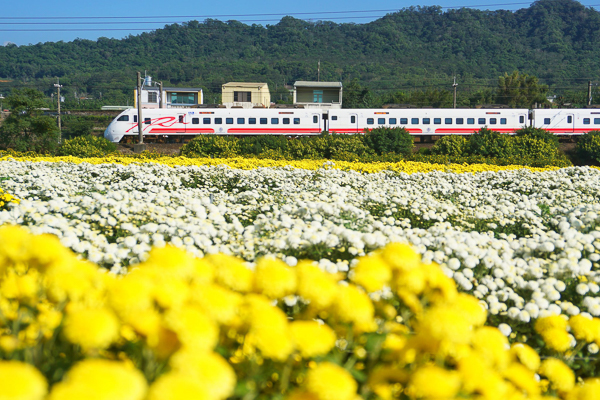 苗栗銅鑼杭菊11月雪，邱家古厝拍杭菊火車，菊祥如芋杭菊芋頭節