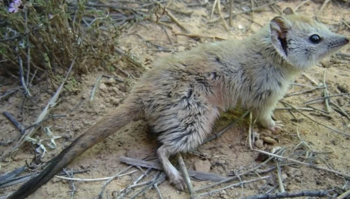 In Australia, discovered “extinct” marsupial mouse