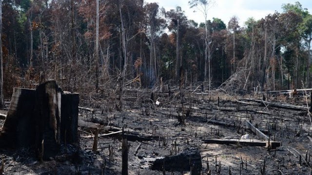 Empresários enviam documento a Mourão para pedir política de proteção ambiental na Amazônia