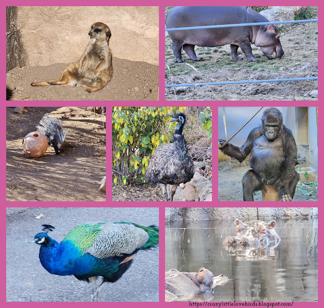 Collage of zoo animals