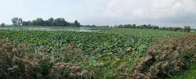 panorama of lotus beds