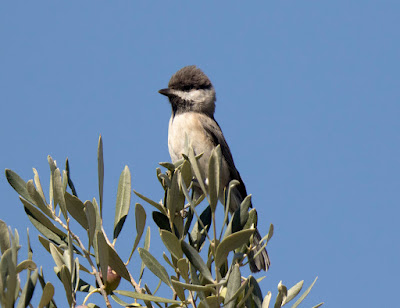 Birding in Athens: Sombre Tit