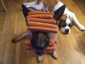 Cute dogs - part 3 (50 pics), dog balances sausages on his head