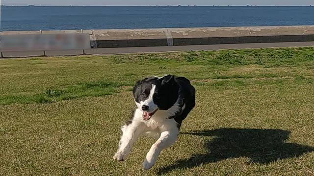 保護犬 ボーダーコリー トーマ