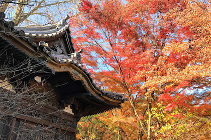 Yokohama: Autumn Views at Sankeien Garden (三渓園)