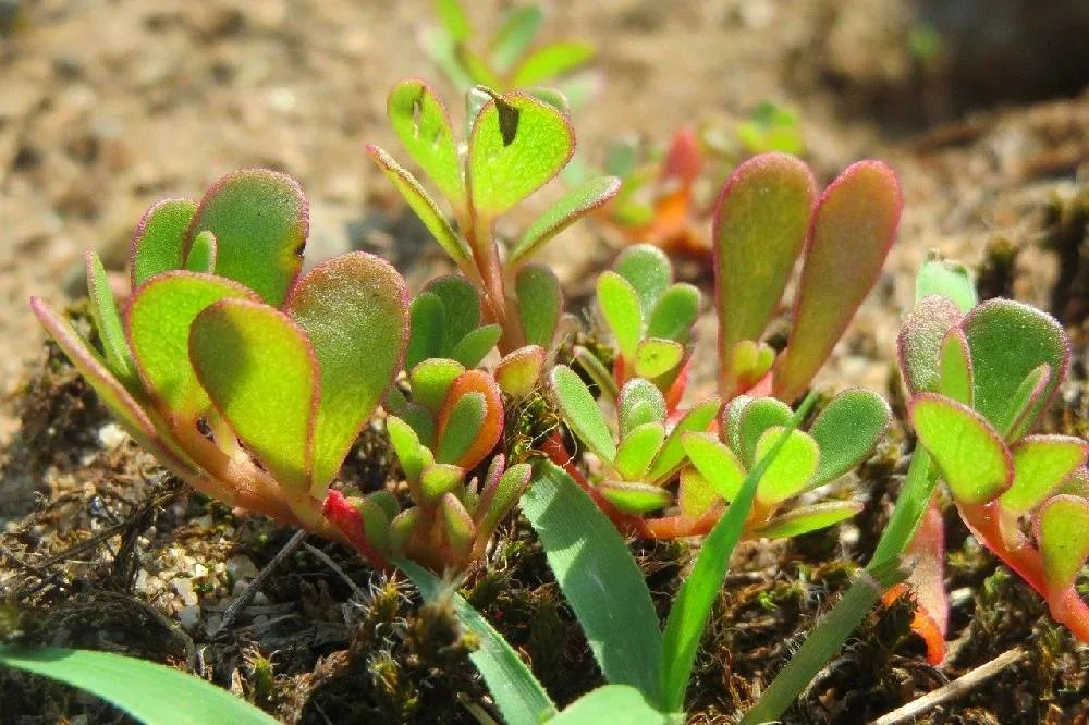 La Verdolaga o portulaca tienen un truco que le hace enfrentar a la sequía con éxito